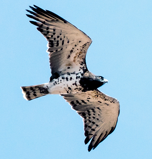Black-chested Snake Eagle sub adult